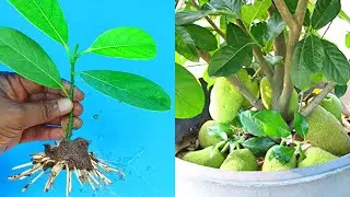 How To Grow Easily Jackfruit Tree Cutting -100% Work / Jackfruit tree cuttings technique