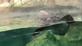 福岡のラッコのリロくん