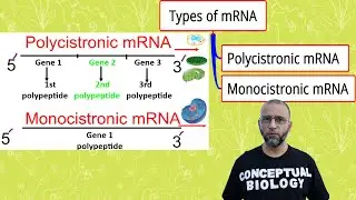 Polycistronic mRNA & Monocistronic mRNA with Dr.  Sohail Jamil Qureshi l MDCAT Biology l AP Biology