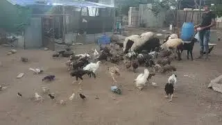 Manna farms