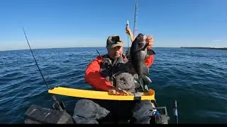 Seabass limit on soft plastic lures Kayak fishing the Long Island sound