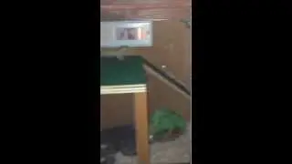 Gecko Mansion!