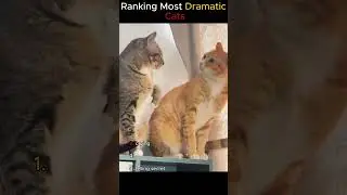 Ranking Most Dramatic Cats