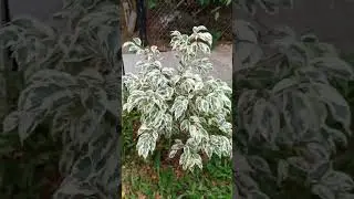 Ficus Benjamina Care || #ficuscare #ficusbenjamina #ficusplant #ficusissues