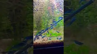 nano aquarium crevette blue dream