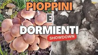 Funghi Dormienti e Pioppini 