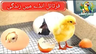 Har Fertil K Andy main Zindagi Hoti Hy || Egg life 