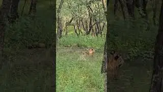 Ranthambore National Park 01/10/2024