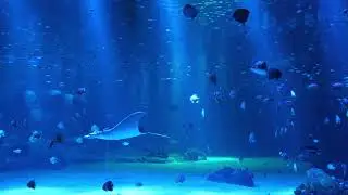 Le spectacle de l'Océan - Relaxation