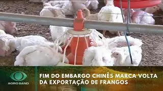 Produtores ga&uacute;chos v&atilde;o voltar a exportar frango para a China | Agro Band