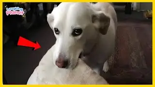 🐕🤯Dogs Being Absolute CHAOS for 40 Minutes Straight 🤣