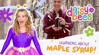 Learn Where Maple Syrup Comes From! Preschool Counting, STEM, Colors