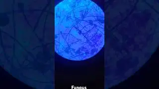 What is This  fungus experiment