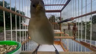 Femea de coleiro chamando para foguear coleiro frio com piado de femea de coleiro