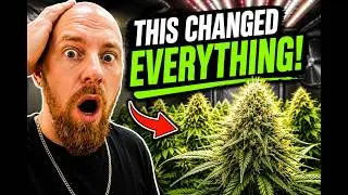 8 grow rooms with plants & Big Electrical UPGRADE