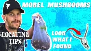 MOREL MUSHROOMS / LOCATING TIPS FOR 2020 (Day 2)