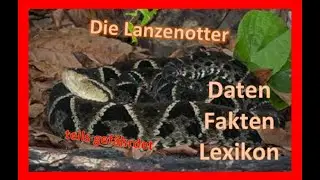 Die Lanzenotter