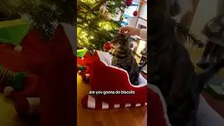 Santa Plaws Is Here! 🎅🐾