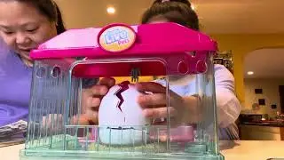 Little Live Pets Surprise Chick Hatching House unboxing and reveal!