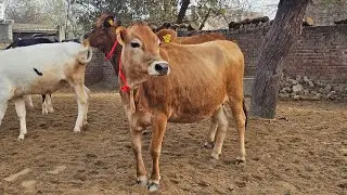 ਜਰਸੀ ਗੱਬਣਾਂ ਵੱਛੀਆ ਸਾਰੇ ਨਗ ਛੋਟੇ ਵੱਡੇ 17 HF ਤੇ ਜਰਸੀ ਨਸਲ ਦੀਆ ਸੋਹਣੀਆ ਵੱਛੀਆ ਵਿੱਚ ਟੀਕਾ ਲੈਣ ਦੇ ਕਾਬਲ। 