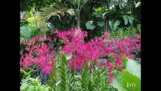 Echoes of the Orient: the soothing sounds of nature