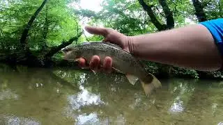 fatboy fish pisztráng pergetés patakon. ul pergetés