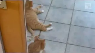 Tiere im Tierheim Sedelsberg