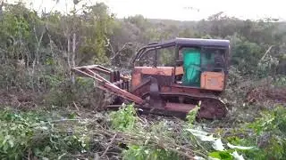 Derrubada com trator de esteira ad7b