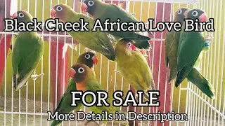 Black Cheek African Love Bird For Sale