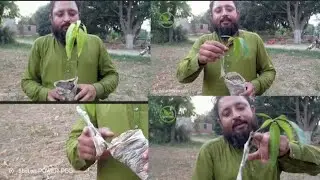 👉 Small Mango Plant Grafting Result | Mango Grafting Success | Mango Tree Care#farming #mango 