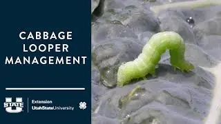 Cabbage Looper Management