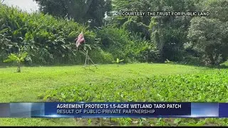 Windward Oahu designates 1.5 acres for taro patch