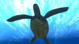 VR: Ocean Rift | Dolphins, Turtle and Manatees. #oceanrift #vr #meta