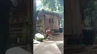 Im cutting it hard the buko, but the chicken want to eat too