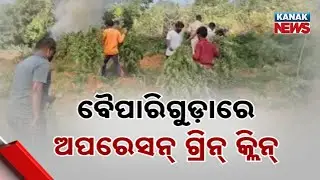 Operation Green Clean: 22 Acres Of Illicit Cannabis Destroyed In Koraput