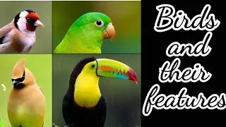 Birds and their features | Types of feathers | Flightless birds | Grade 3