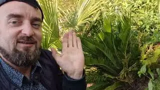 Uprawa Cycas revoluta🪴 w gruncie niesamowite efekty w 3 roku uprawy‼️😉👍🌴
