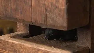 Building a better mousetrap
