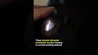 What Caused This Cloudy Eye? - The Eye Vet