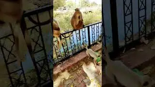 #youtubeshort#viral#makeup  #viwes#live#subscribe#shortsfeed  #viralvideo #animals#art#trending