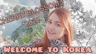 Cherry blossoms in Korea🌸