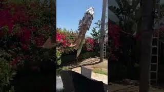 Palm tree cut down