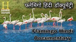 Flamingo Hindi Documentary | Documentary in Hindi | Documentary