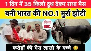 1 दिन में 35 किलो दूध - नया विश्व रिकॉर्ड | मुर्रा भैंस राधा | करोड़ों की भैंस लाखों के बच्चे