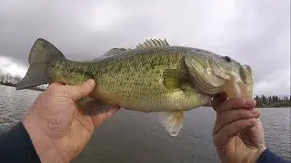 PRE SPAWN FEEDING!!! Aggressive swim bait bite. FT PdXfishing