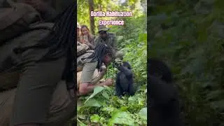 Guide to the Gorilla Habituation Experience in Bwindi, Uganda #gorillatrekking
