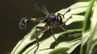 ИНСЕКТАРИЙ: 235. Вздутоголовка Красноногая (Physocephala rufipes)