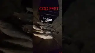 Cod fest. #bass #beach #fishing #cod #shark #sea #salmon #wray #river