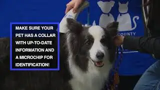 Pet Disaster Preparedness PSA