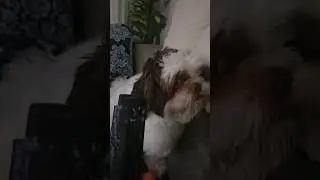 Silence is the best way to deal with this🐶 #shihtzu #funnyshihtzu #dog #cutepuppy #funnydogs